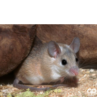 گونه موش خاردار Eastern Spiny Mouse